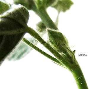  Stipules
